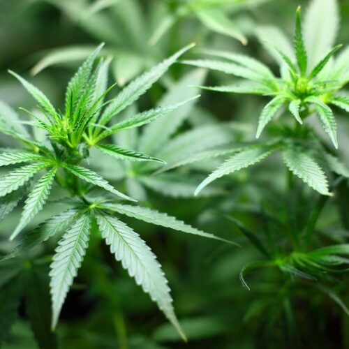 CBD Hemp Flower vs. High THC Cannabis Flower: Similarities & Differences