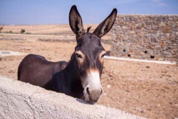International Society for the Protection of Mustangs and Burros – How Much Do Burros Actually Weigh?