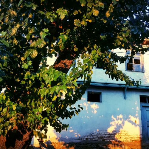 Nurturing Nature: A Comprehensive Guide to Tree Maintenance and Care
