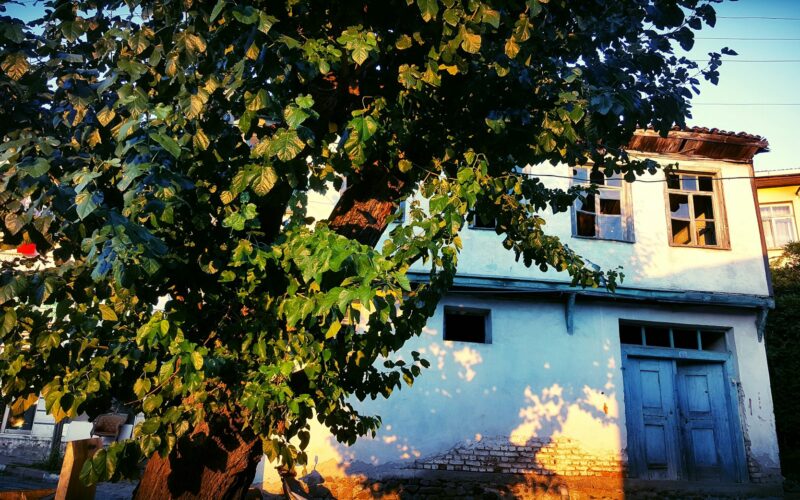 Nurturing Nature: A Comprehensive Guide to Tree Maintenance and Care