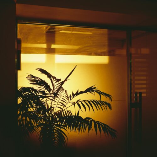 The Art of Backlit Images: Illuminating Your Visual Content