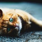 How to Tell If Your Pet Is Really Feeling Sick