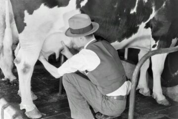 Keeping Dairy Herds Healthier, Longer: The Roadmap to Peak Milk Production