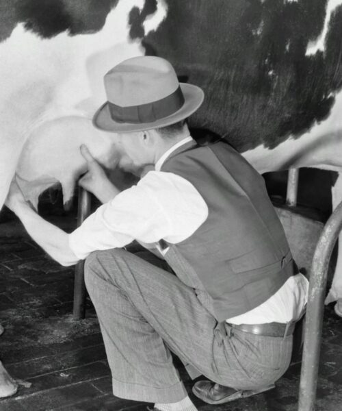 Keeping Dairy Herds Healthier, Longer: The Roadmap to Peak Milk Production