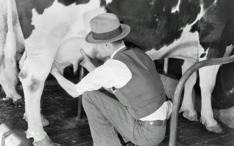 Keeping Dairy Herds Healthier, Longer: The Roadmap to Peak Milk Production