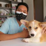 Find Dog Hospitals: A Complete Guide for Pet Owners