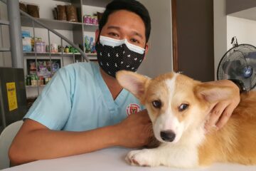 Find Dog Hospitals: A Complete Guide for Pet Owners