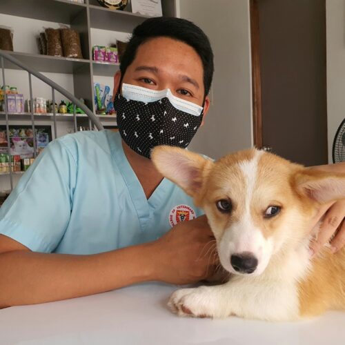 Find Dog Hospitals: A Complete Guide for Pet Owners