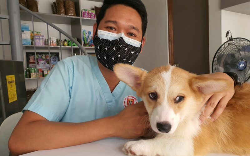 Find Dog Hospitals: A Complete Guide for Pet Owners