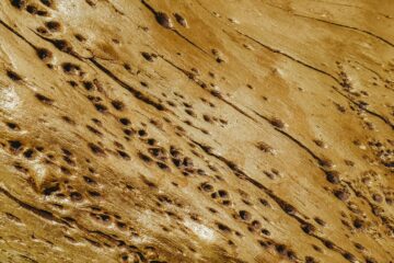 Termite Control: Prevention, Detection, and Treatment