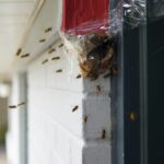 Common Household Pests and Practical Prevention Tips